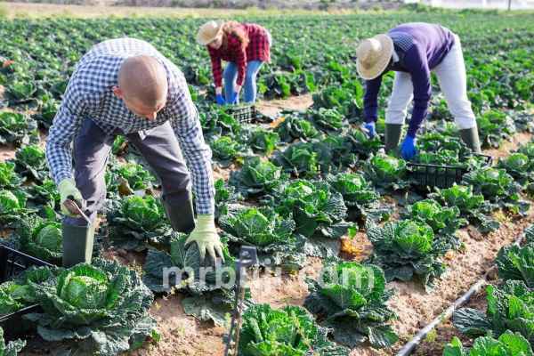 Food and Agriculture Organization.