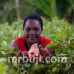 Food and Agricultural Organisation.