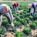 Food and Agriculture Organization.