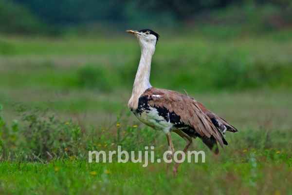 Great Indian Bustard.