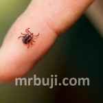 Crimean-Congo hemorrhagic fever.