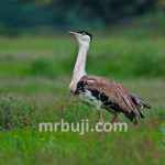 Great Indian Bustard.