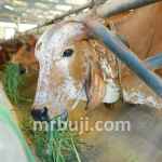 Rashtriya Gokul Mission.