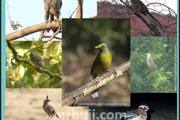 Zoological Survey of India.