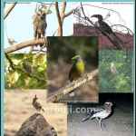 Zoological Survey of India.