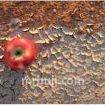 Food and Agriculture Organisation.