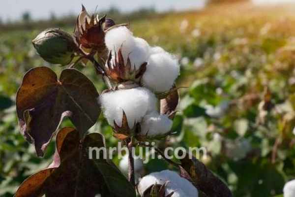 Kasturi Cotton Bharat