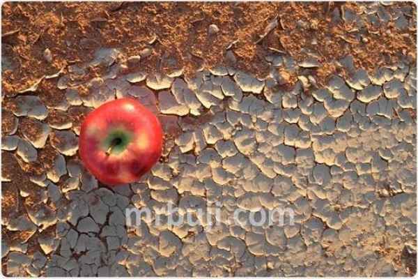 Food and Agriculture Organization