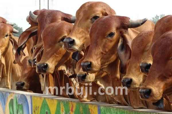 Ministry of Fisheries, Animal Husbandry and Dairying