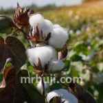 Kasturi Cotton Bharat