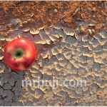 Food and Agriculture Organization