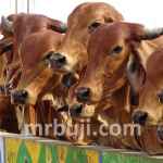 Ministry of Fisheries, Animal Husbandry and Dairying