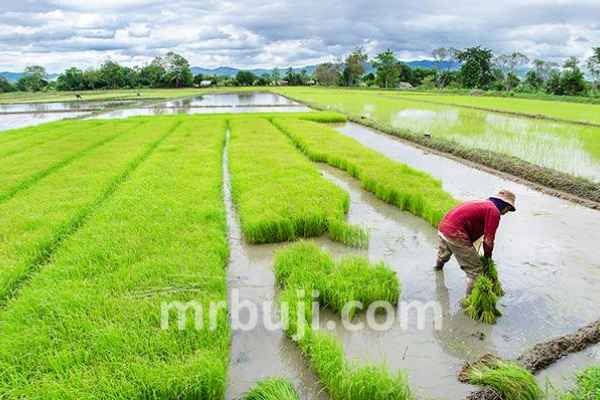 Agricultural Exporting