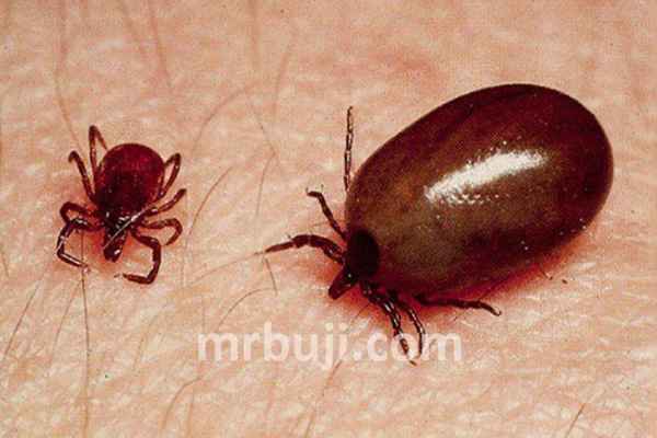 स्क्रब टाइफस