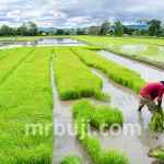 Agricultural Exporting