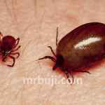 Scrub typhus