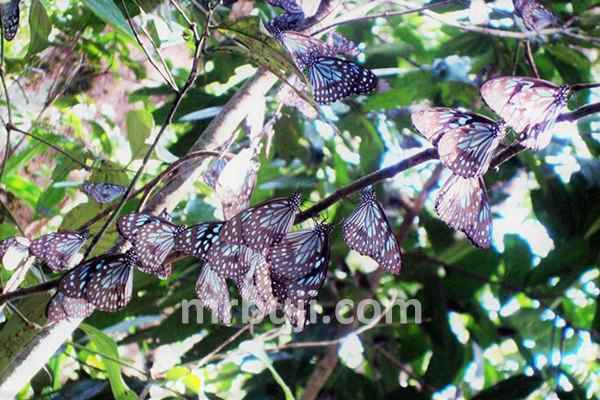 Meghamala Vellivarayan