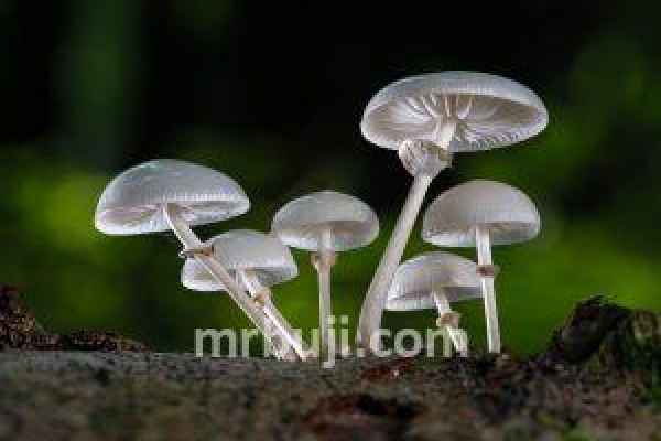 Phytopathogenic fungus