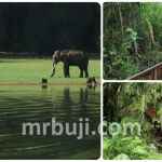 Operation Jungle Safari