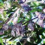 Meghamala Vellivarayan