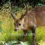 Rajaji Tiger Reserve
