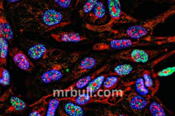 extrachromosomal DNA
