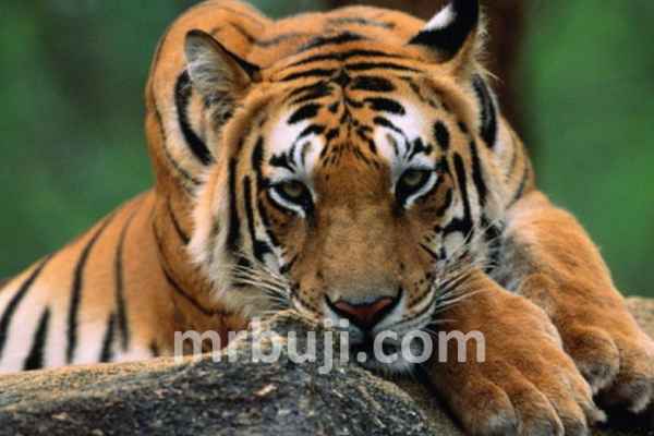 Parambikulam Tiger Reserve