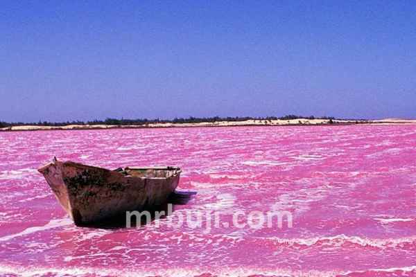 Abundance of halophilic green algae