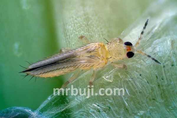 Invasive pest species