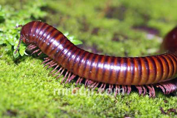 Millipede
