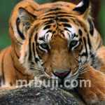 Parambikulam Tiger Reserve