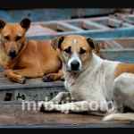 Justice S Sirijagan Commission