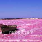 Abundance of halophilic green algae