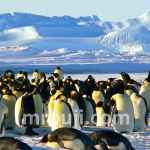 Pack ice and surrounding marine areas in Antarctica