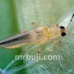 Invasive pest species