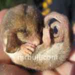 A period of dormancy in reptiles that usually happens during colder months