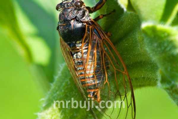 Sound producing insects