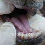 Viral disease of livestock