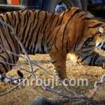 Ranthambore National Park