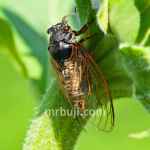 Sound producing insects