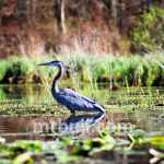 Wetlands and Human Wellbeing