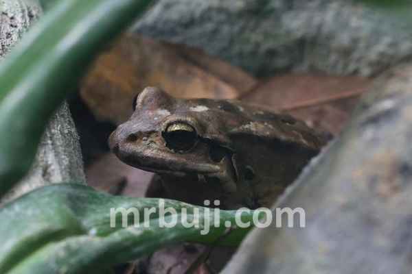 Brazilian Atlantic Rainforest