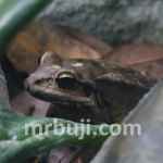 Brazilian Atlantic Rainforest