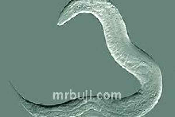 Nematode