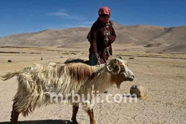 United Nations Convention to Combat Desertification