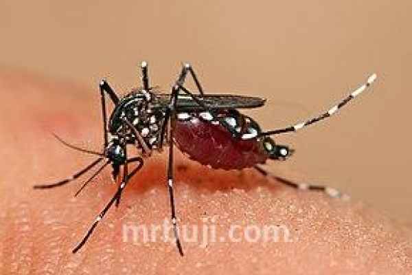 Aedes mosquitoes
