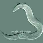 Nematode