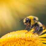 Bee Engaged with Youth