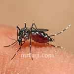 Aedes mosquitoes