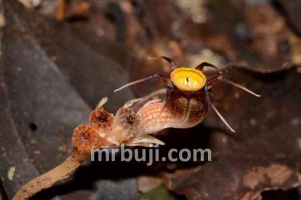 A new species of plant